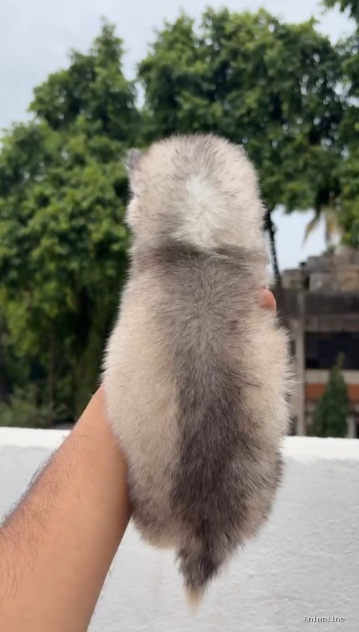 Husky puppies with blue eyes nd double coat