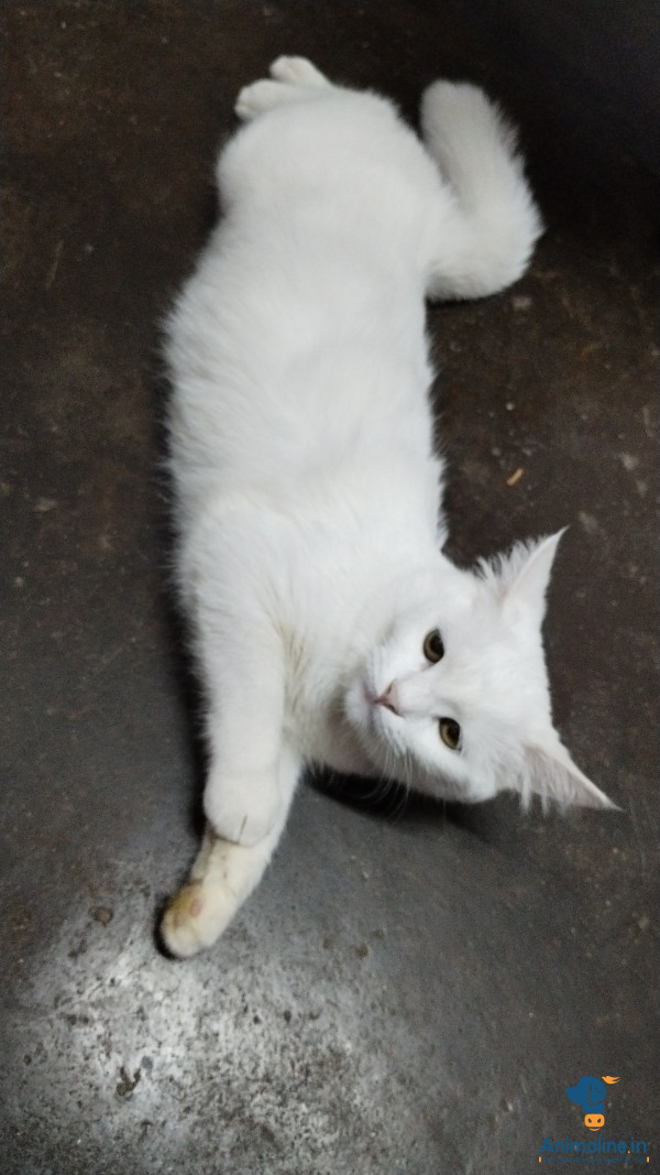Persian cat female  6month doll face