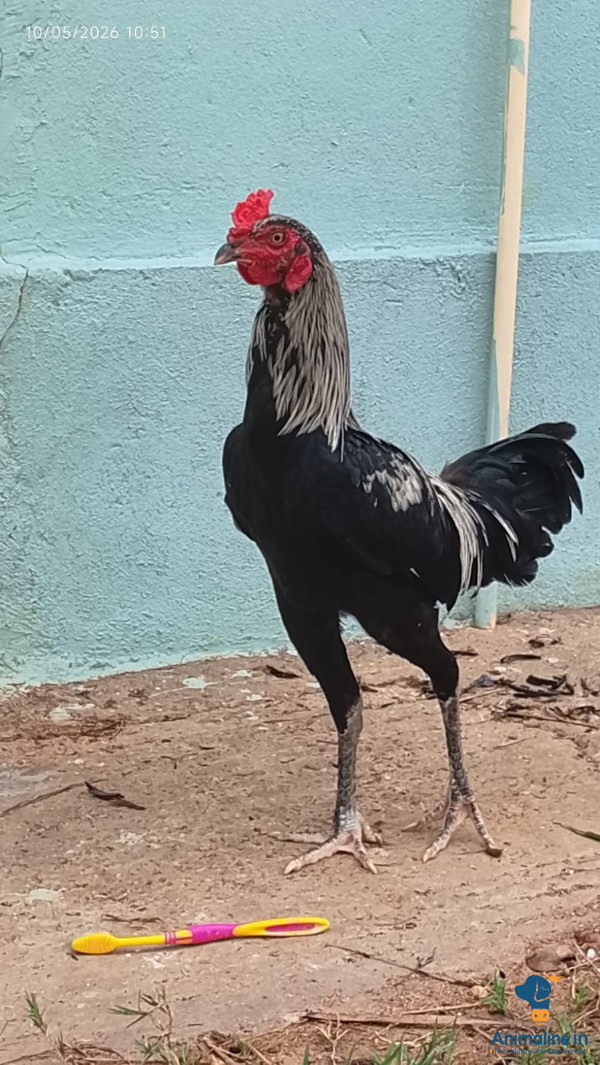 ಸೆವೆನ್ ಮಂತ್ ಫೈಟರ್ ಹುಂಜ ಆಕೆ ಮುಂದೆ