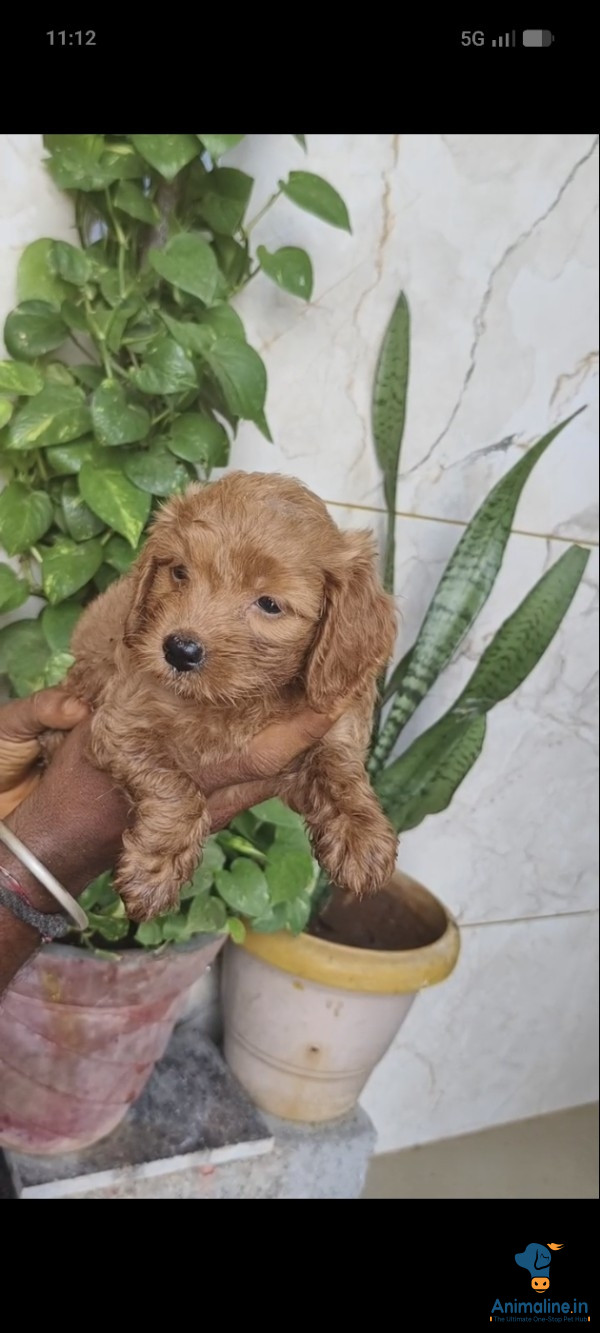 ಮಾರಾಟಕ್ಕಿದೆ ಆರೋಗ್ಯಕರ ಪುರುಷ ಮತ್ತು ಮಹಿಳೆ Poodle