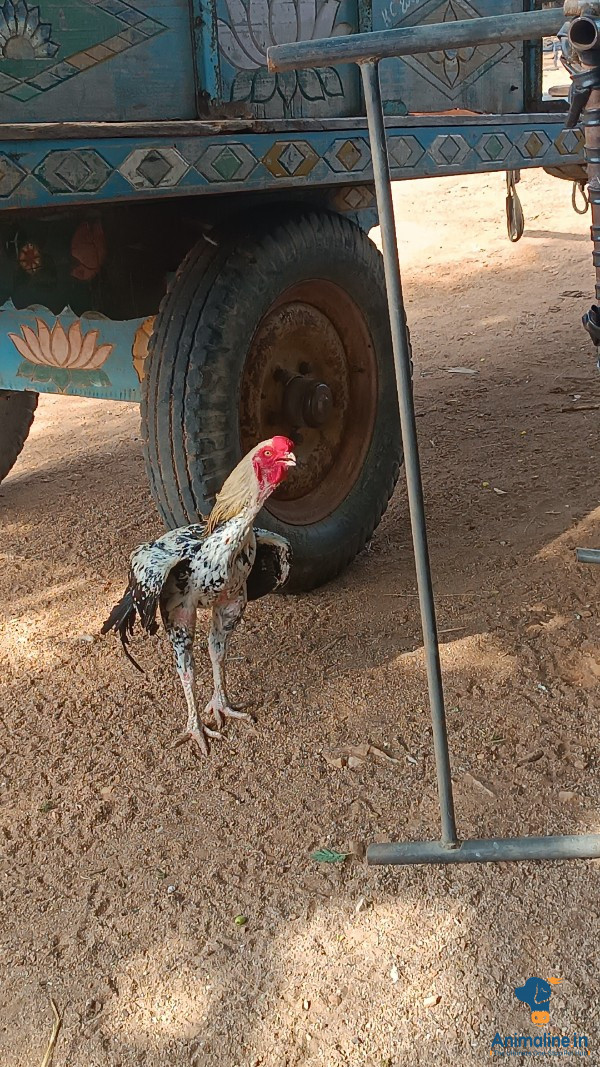 ಎಂಟು ತಿಂಗಳ ಗಂಡು ಕೋಳಿ