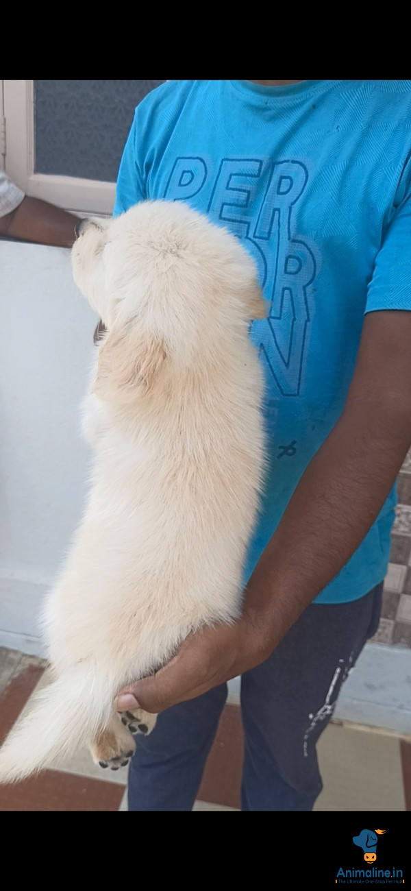 ಪ್ರೀಮಿಯಂ Golden Retriever ನಾಯಿ {}