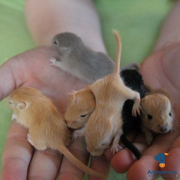 Playful Desert Gerbils