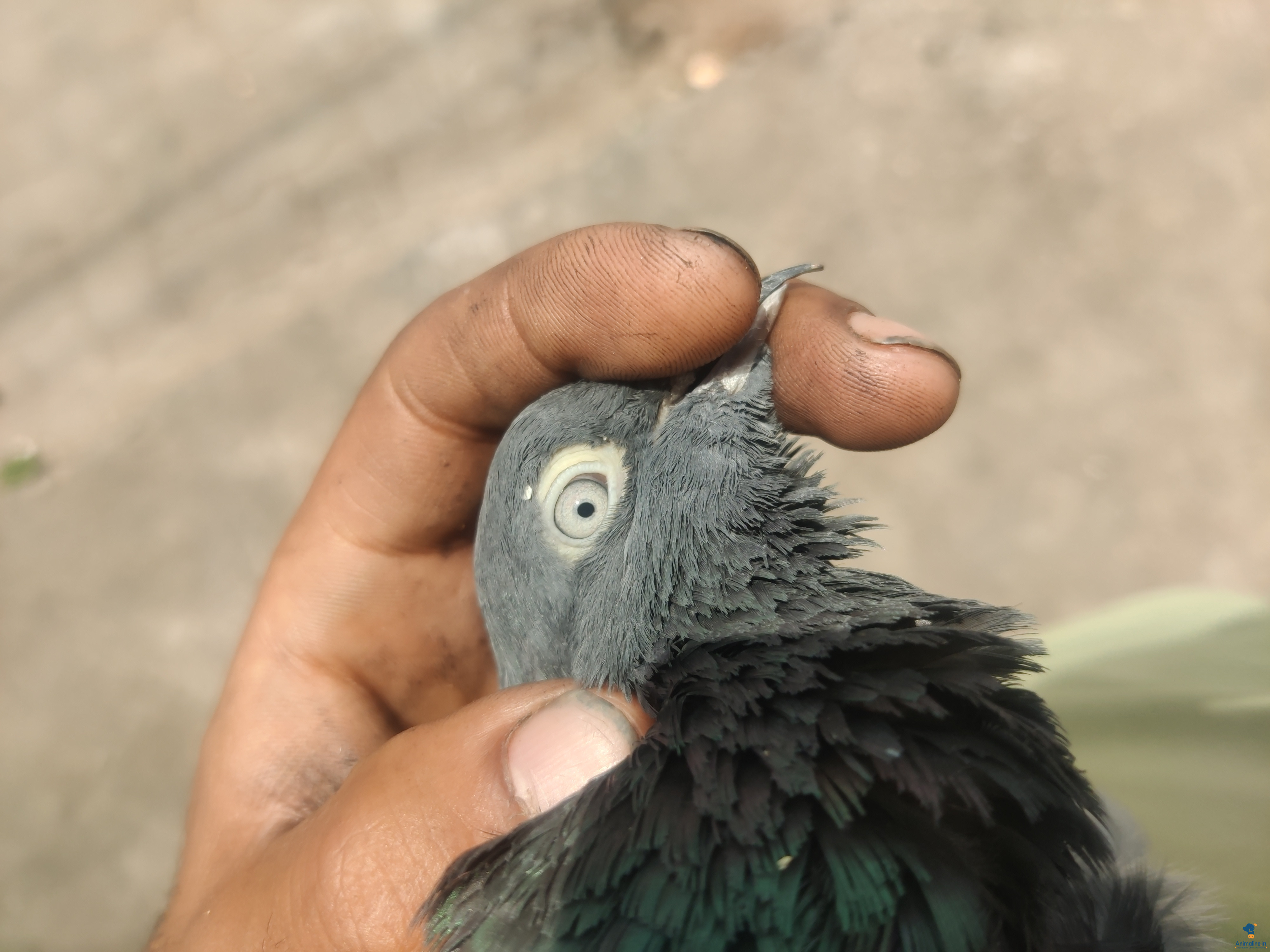 Rice bird 