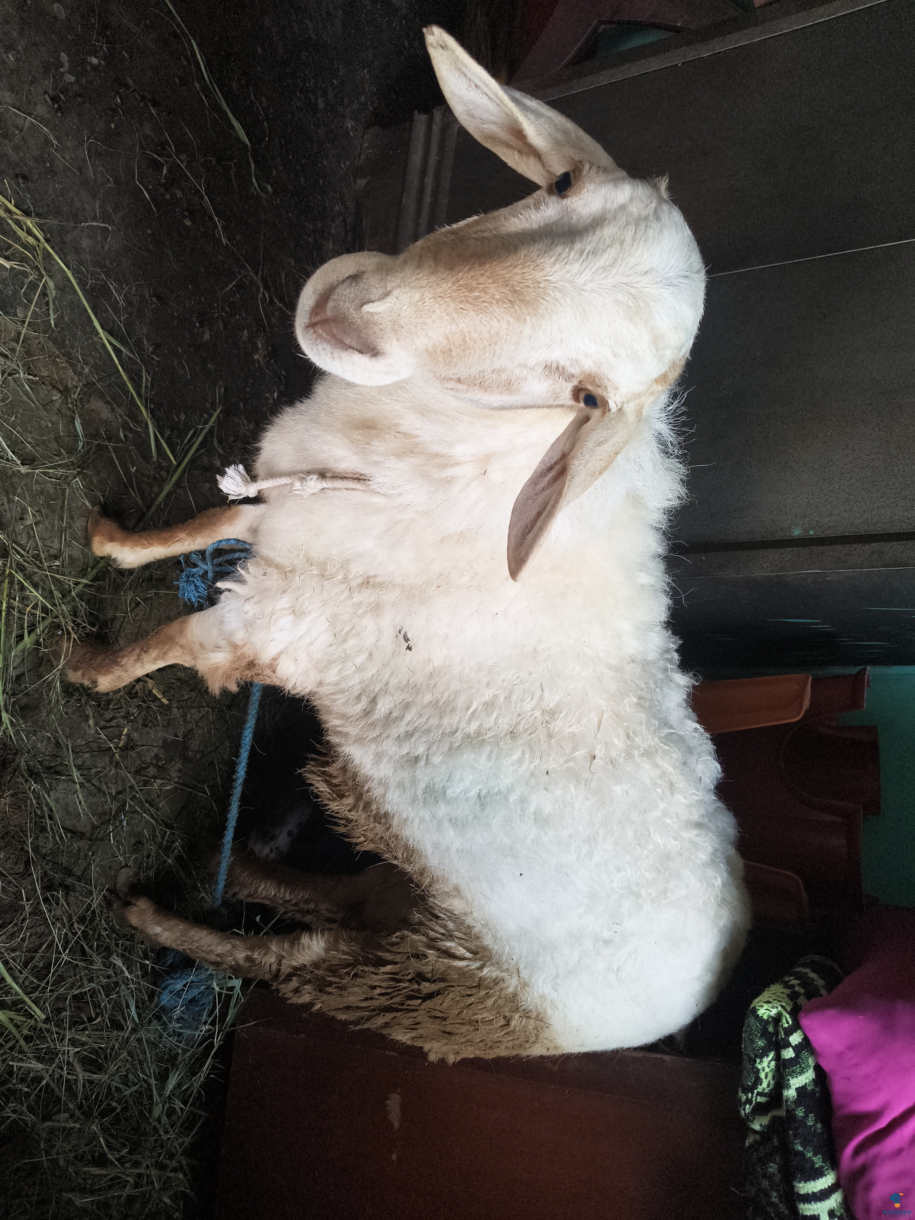 ಮಾರಾಟಕ್ಕಿದೆ ಆರೋಗ್ಯಕರ ಪುರುಷ Bandur Sheep
