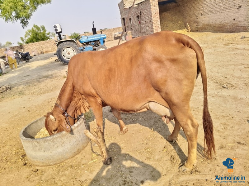 Soni ha ji