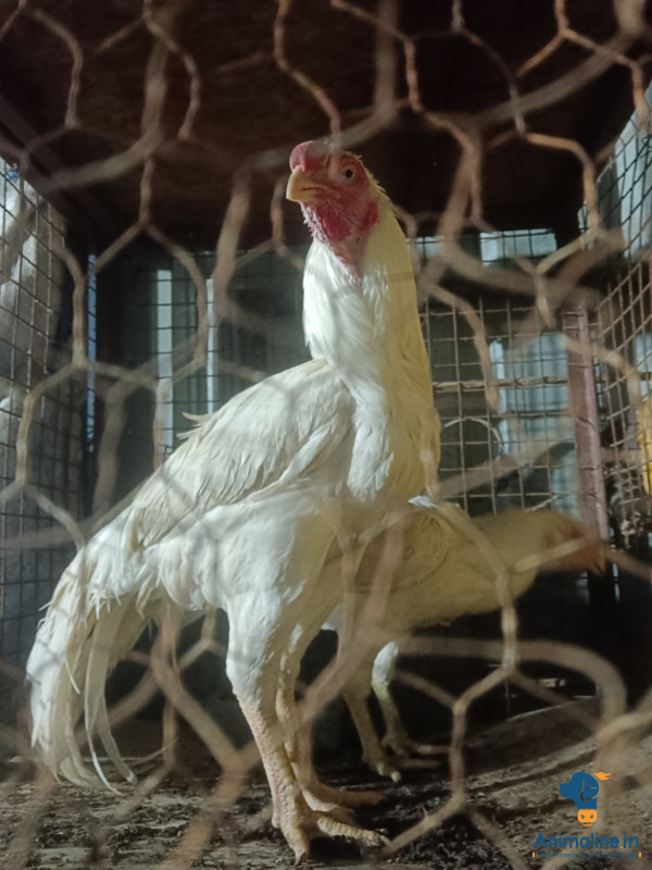 Premium Aseel Hen for Adoption