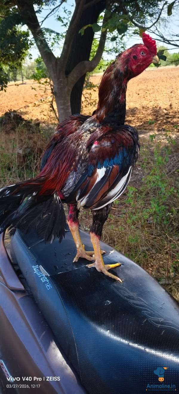 Aseel  murge  best animal