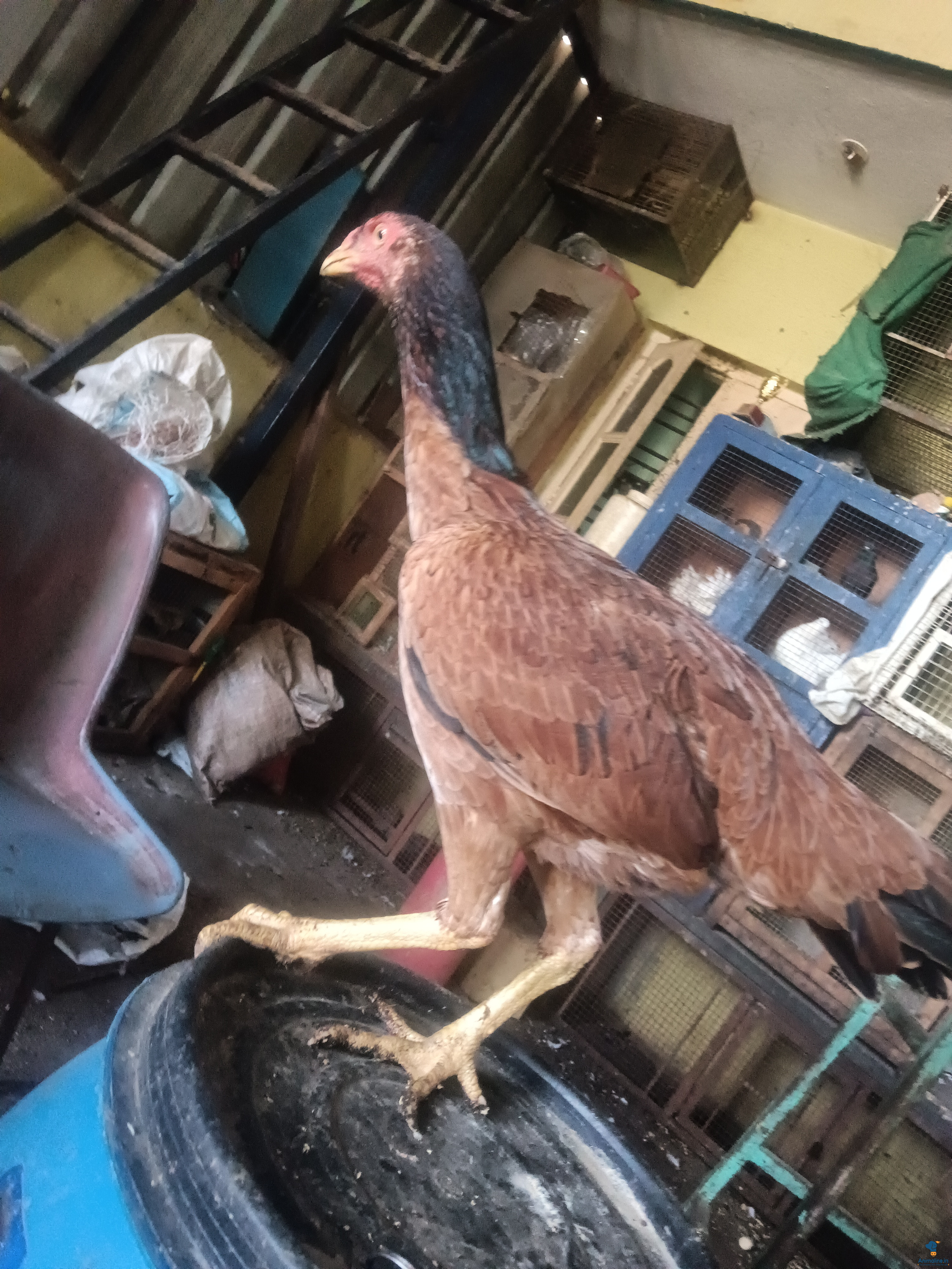 Healthy and Active Female Aseel for Sale