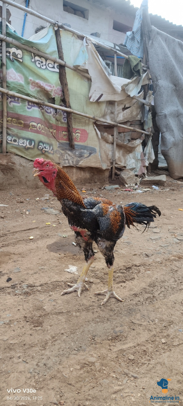 This is a fighter and kakdi breeding is very good to take th