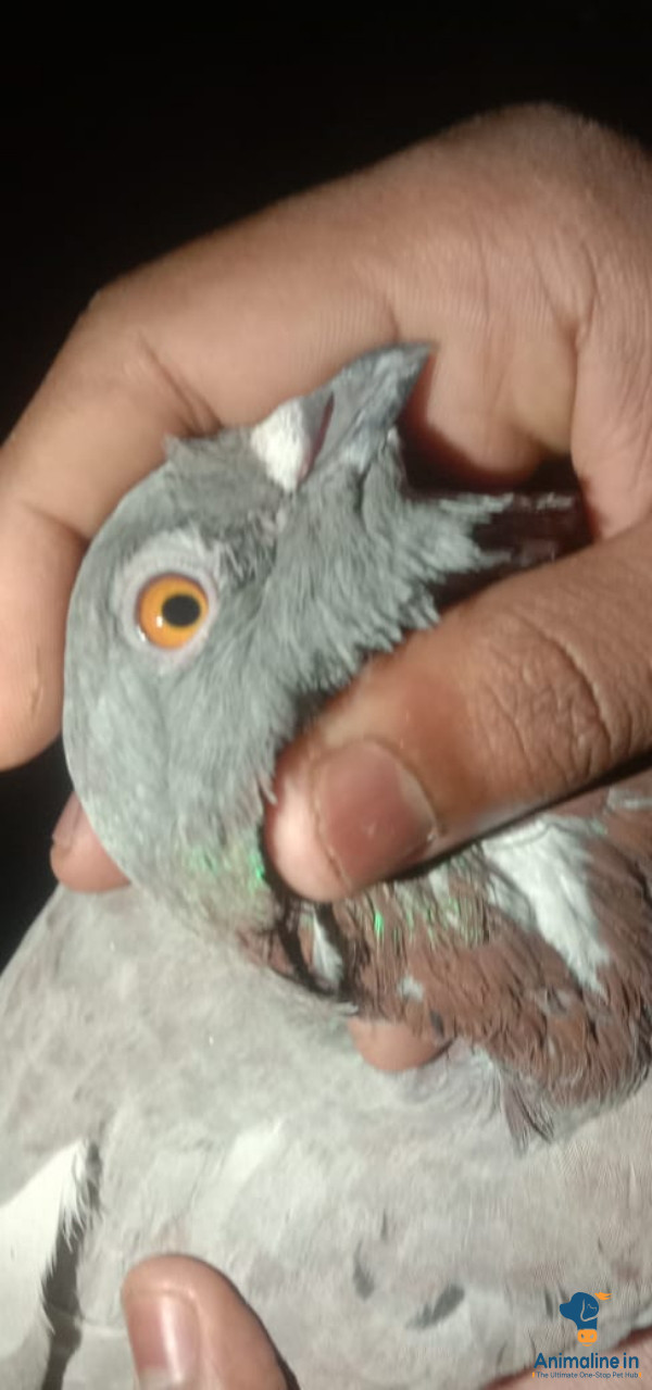 Healthy and Active Male  for Sale
