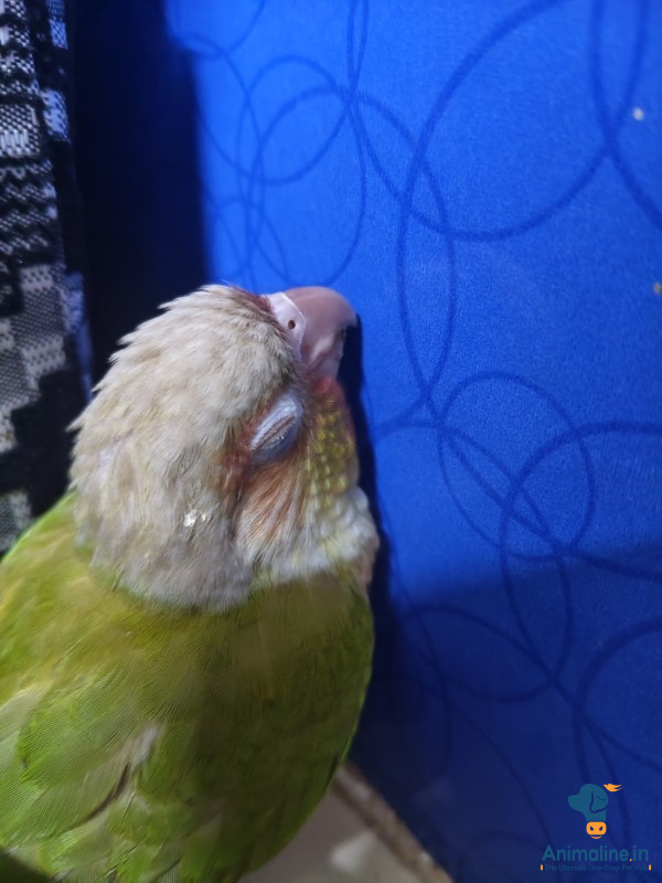 6 months handtamed pineapple conure with cage