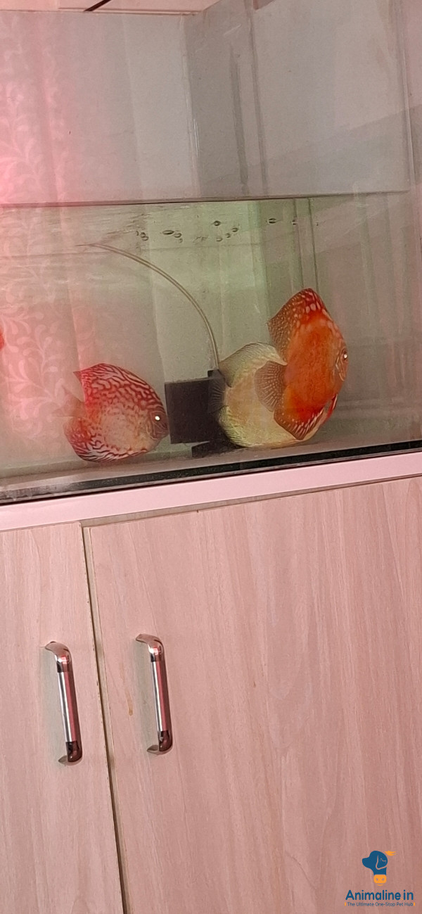 High Quality Discus Fishes Available