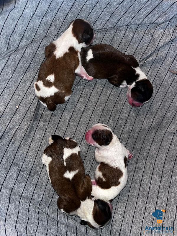 20 days puppies 