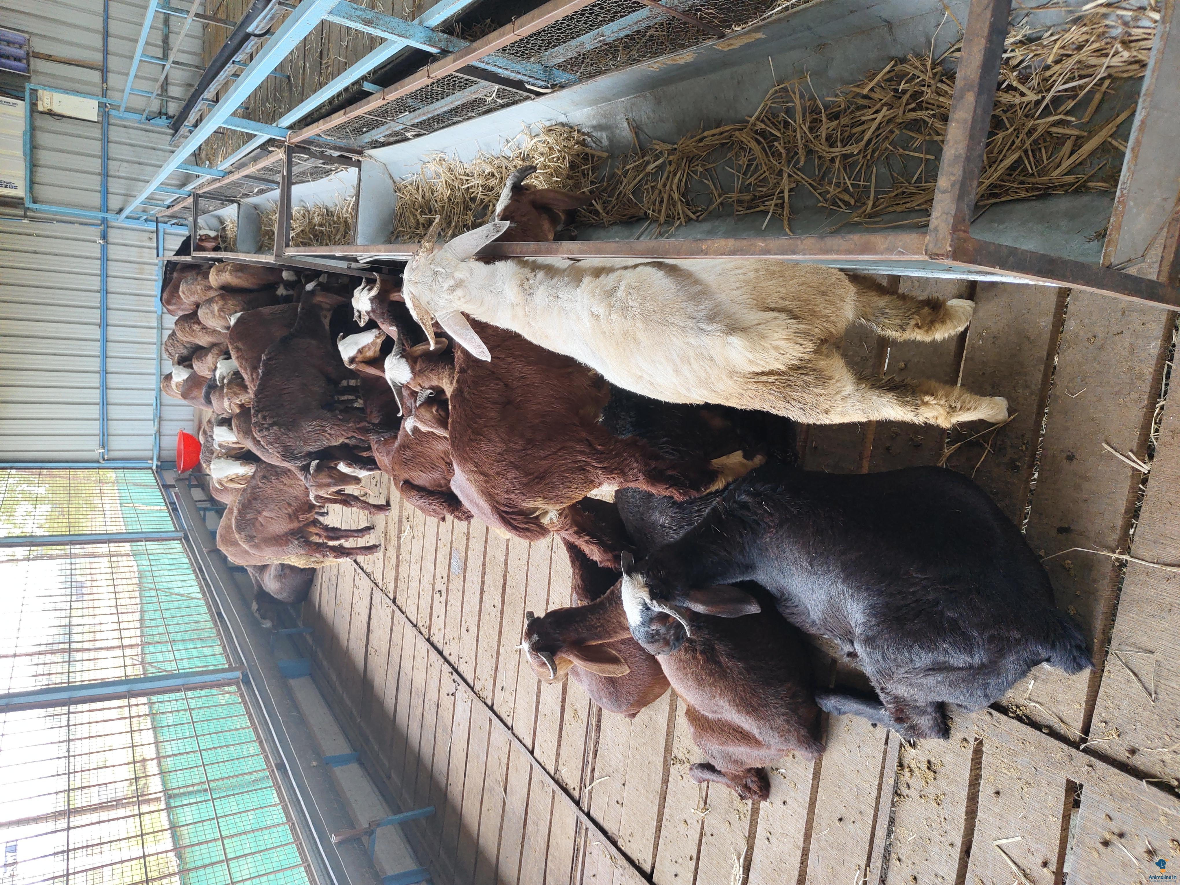 We Have 45 sheep so we have to sale our sheeps.