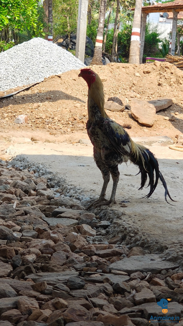 ಮಾರಾಟಕ್ಕಿದೆ ಆರೋಗ್ಯಕರ ಪುರುಷ Aseel
