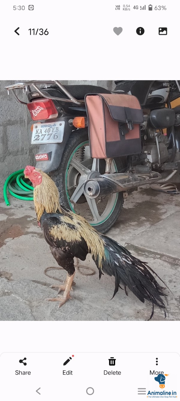 1 year male kolli