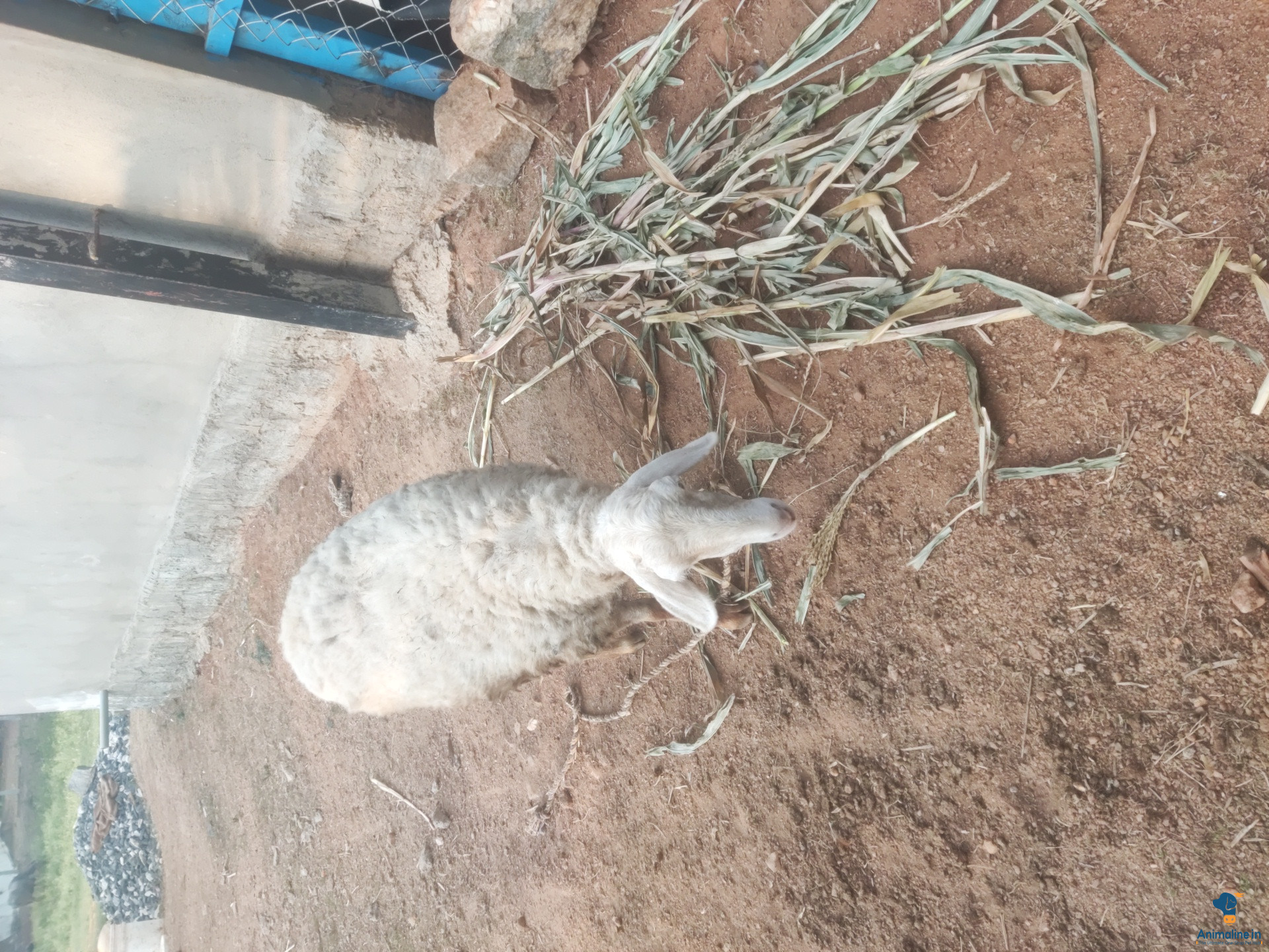 Premium Mandya Sheep Sheep for Adoption