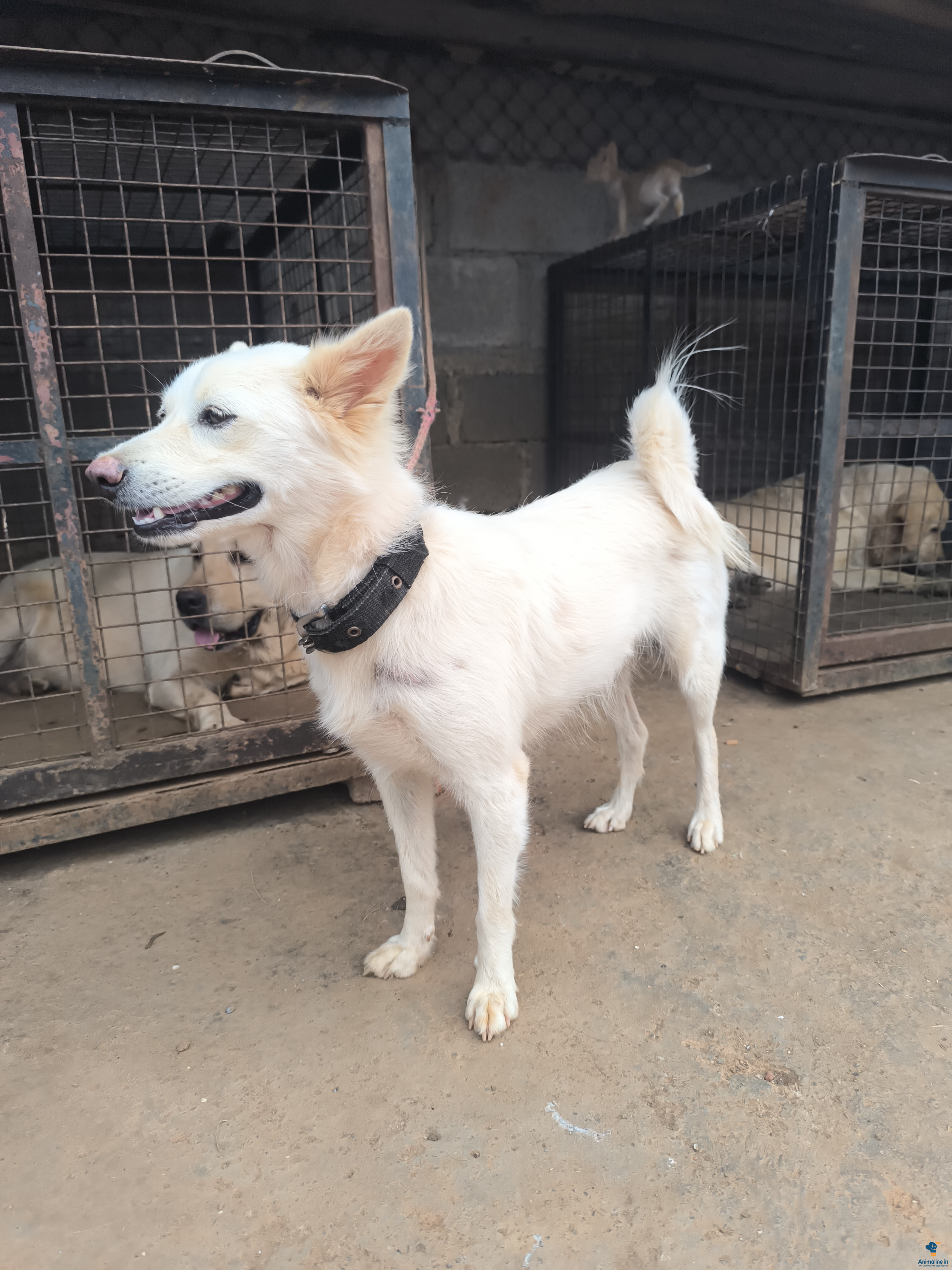 2 years female puppy 