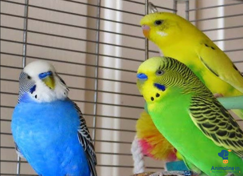 Healthy and Active Male&Females  for Sale