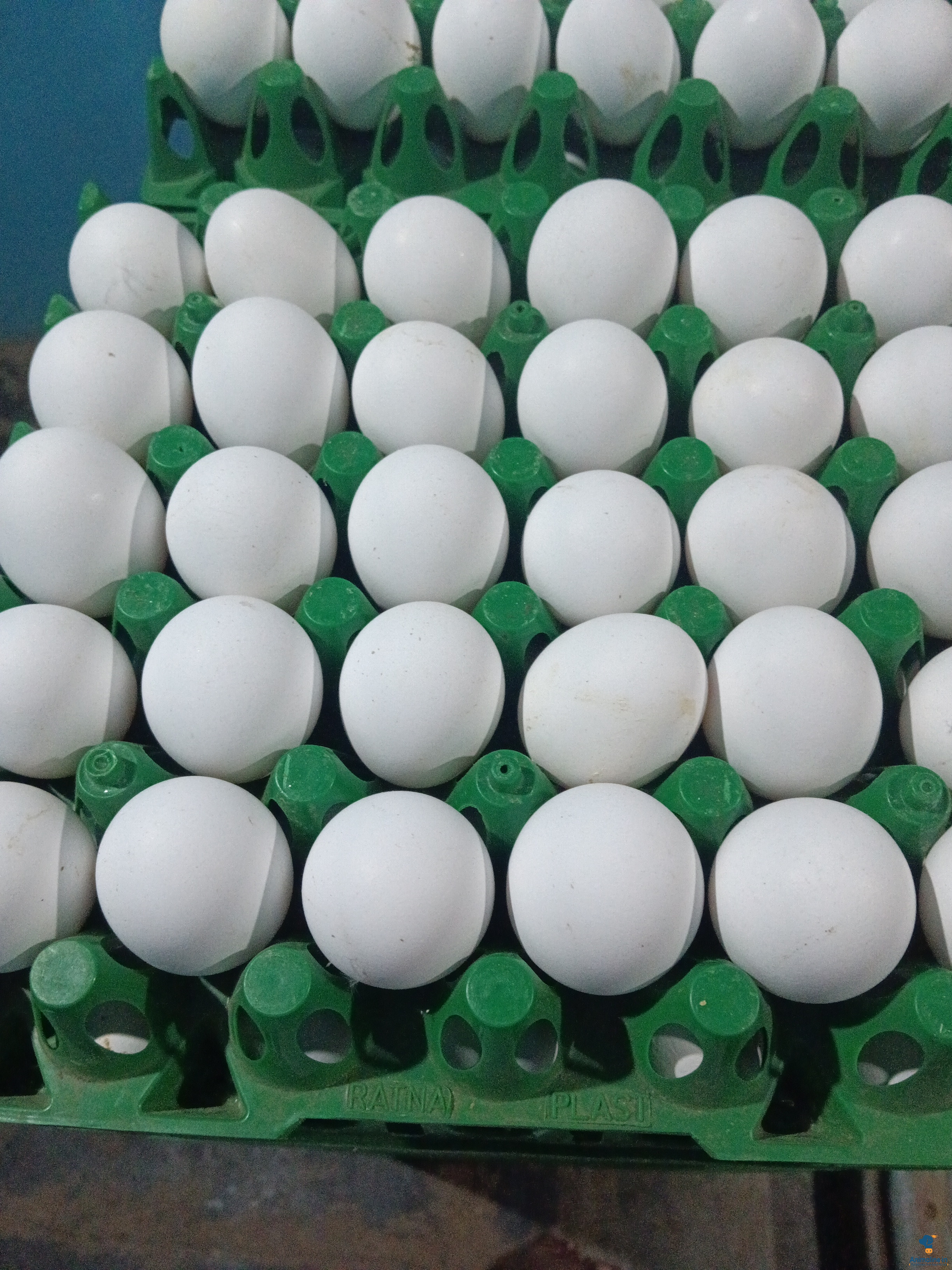 We provide eggs 30ps less than market price 
