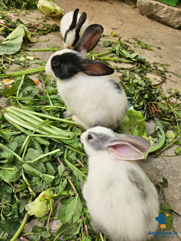Rabbit farm