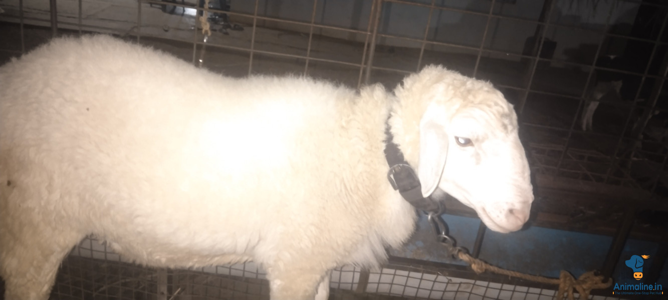 2 years male sheep 