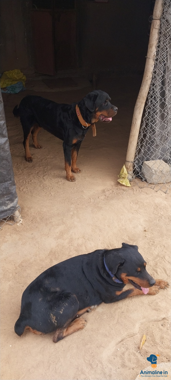 ಪ್ರೀಮಿಯಂ Rottweiler ನಾಯಿ {}