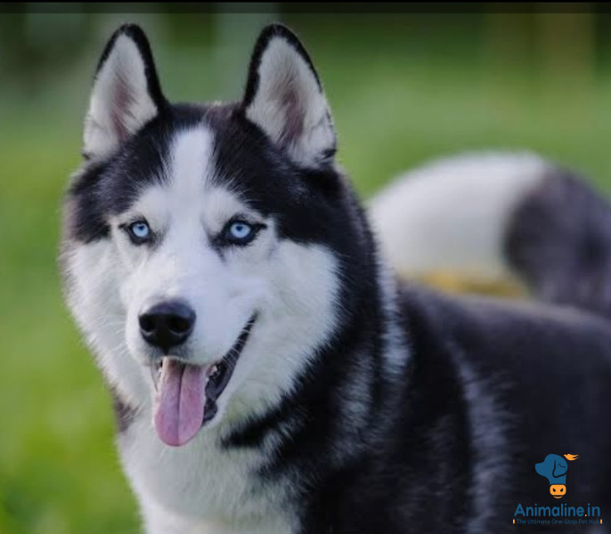 11 months old pet
