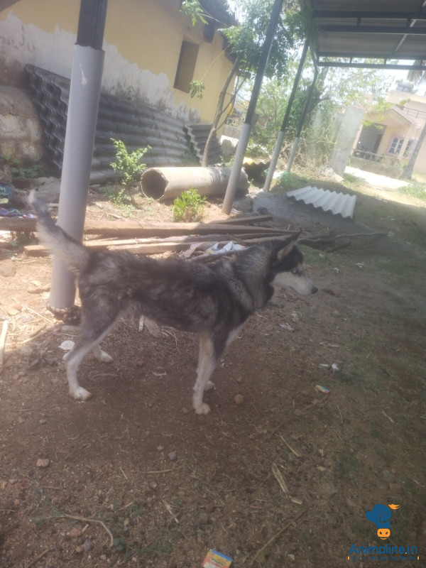 1.2 years female HUSKY 