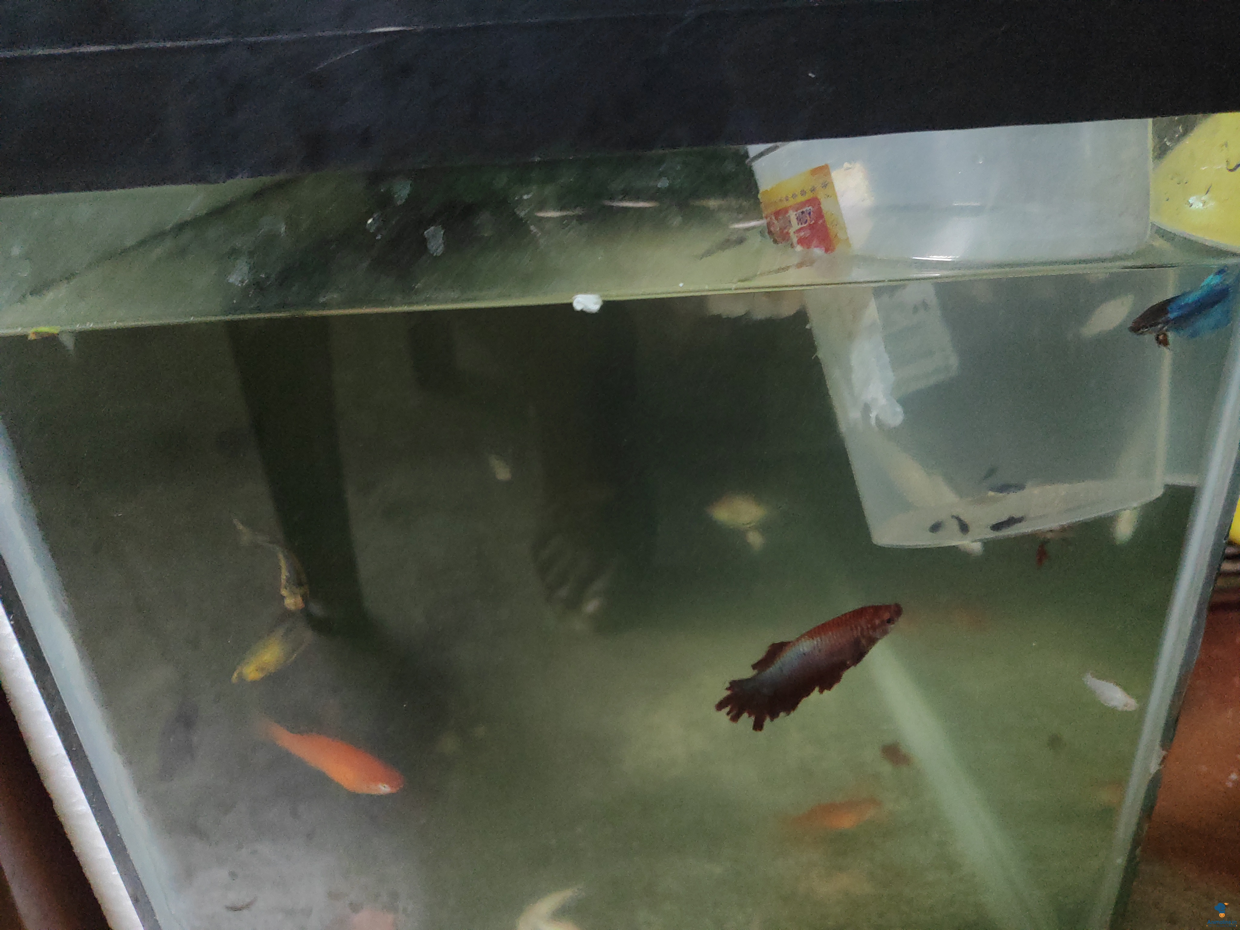 2 month 10 days molis fish
