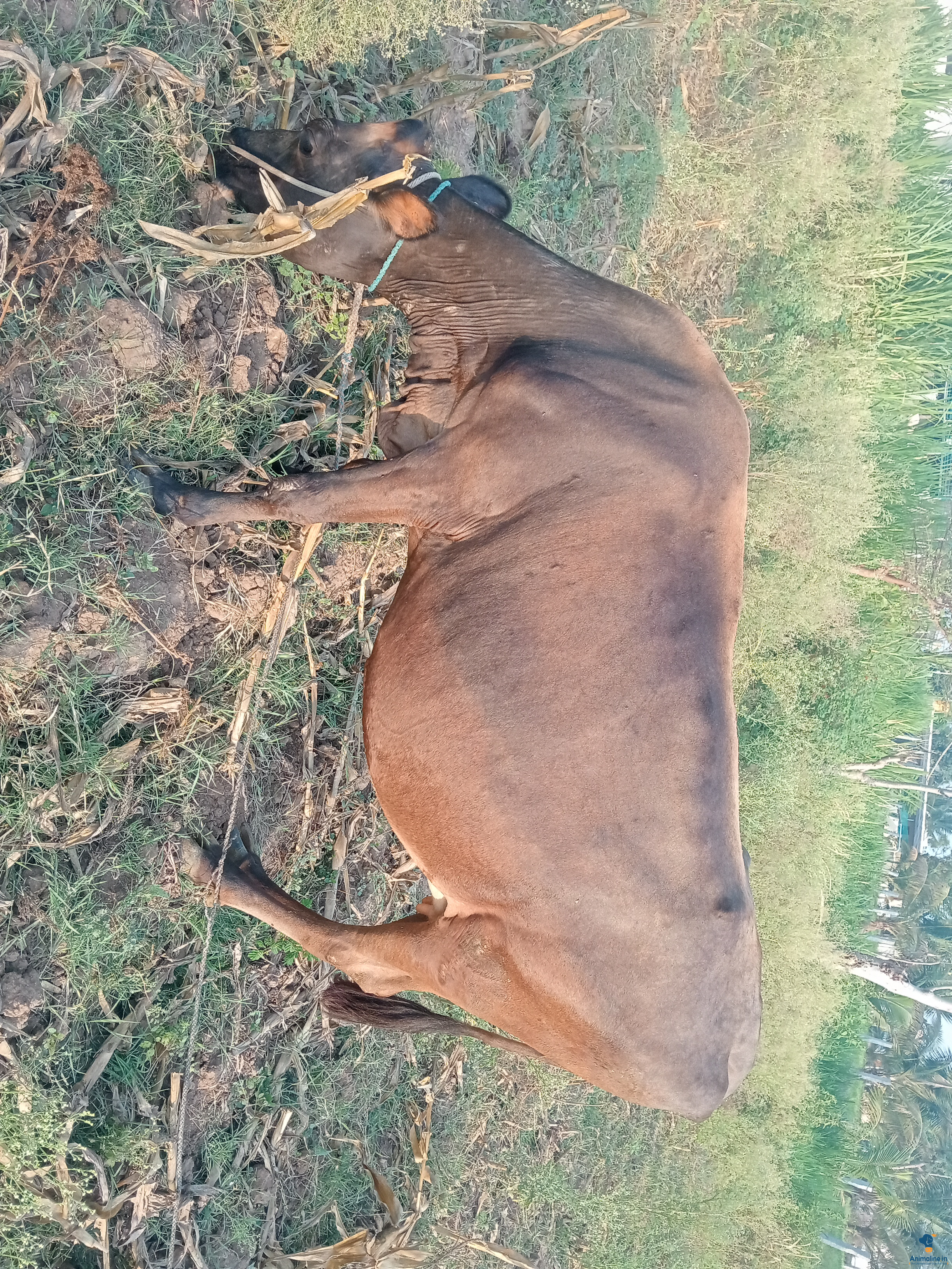 Six years cow