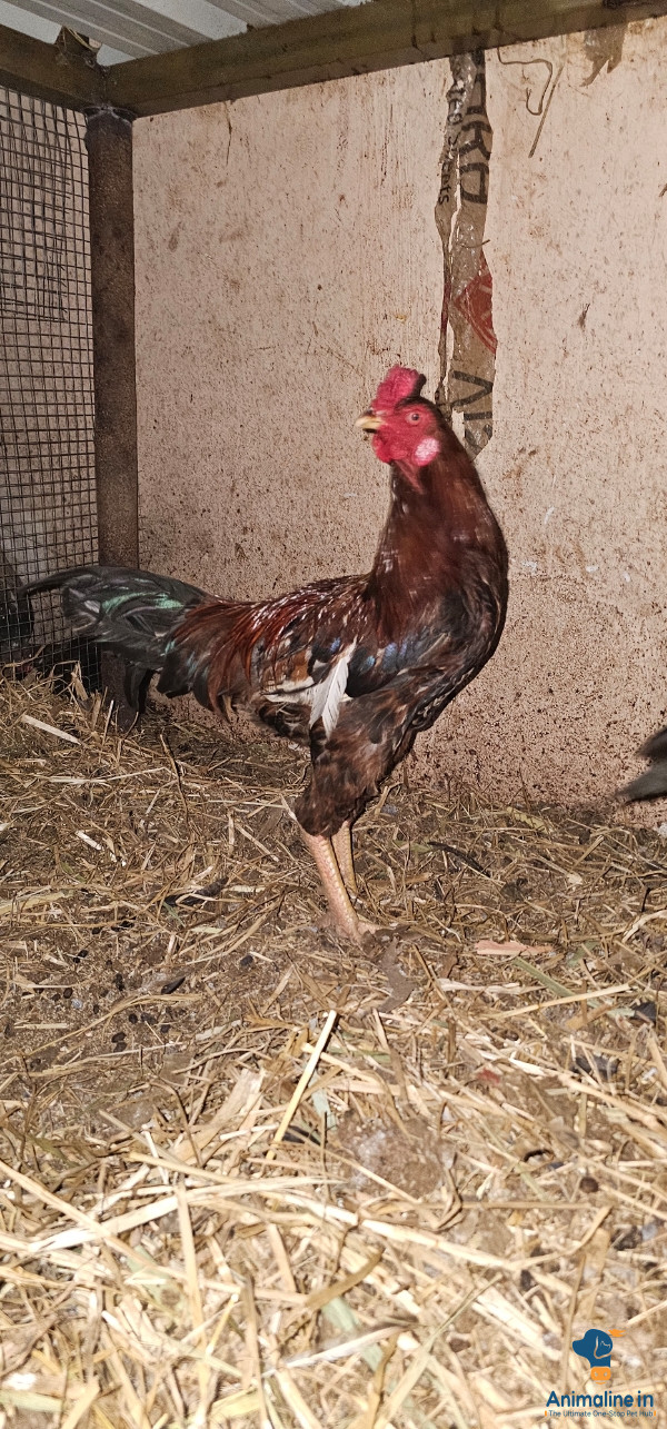 11 months old asheel(java) fighter jutt