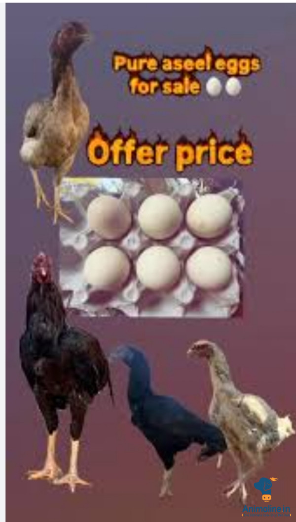 Pure aseel bhimavaram and selam eggs offers price 