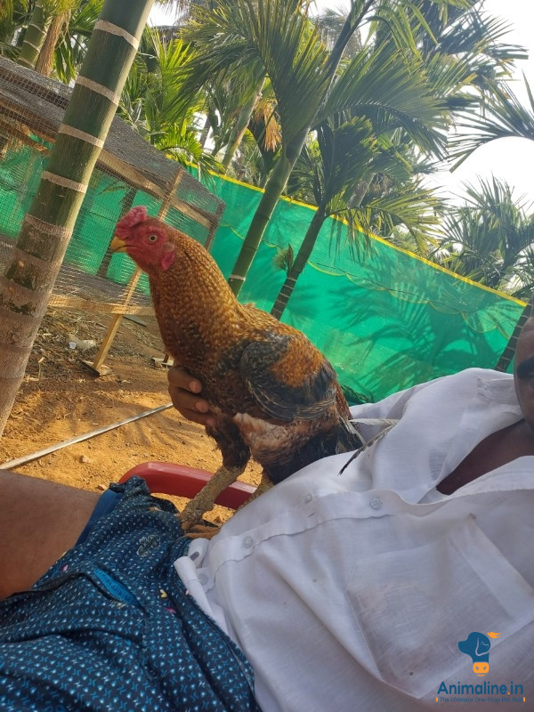 1 year old male hen