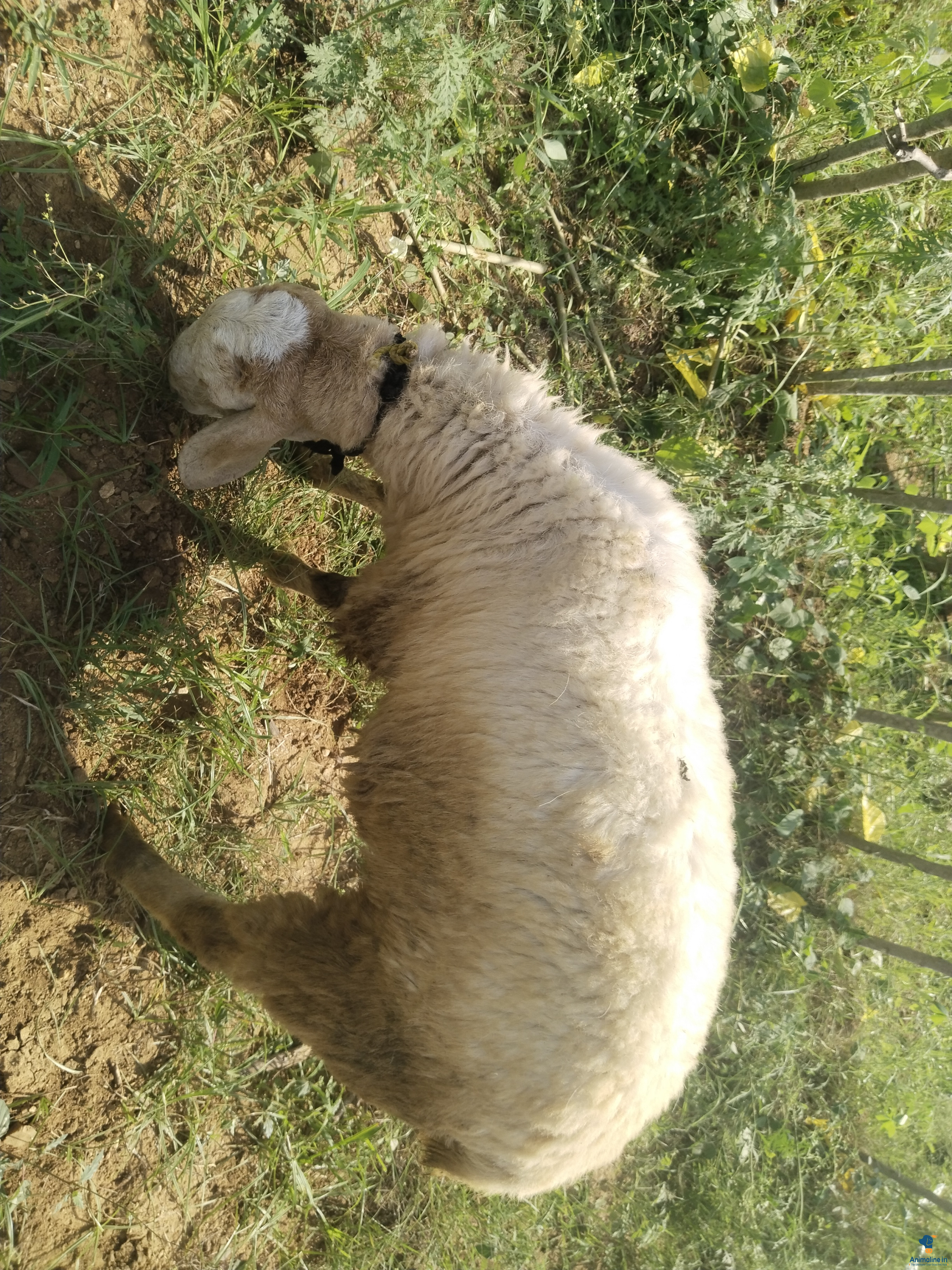 ಪ್ರೀಮಿಯಂ Others Sheep {}