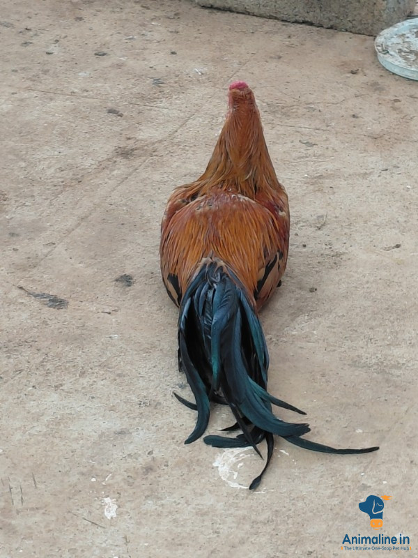 Premium nati chicken 