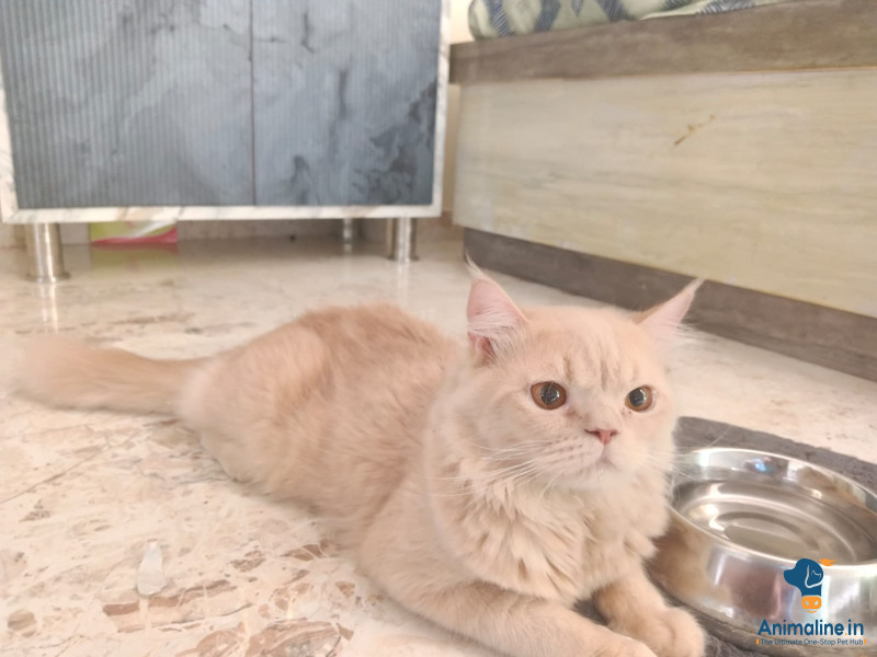 Healthy and Active Male&Females  for Sale