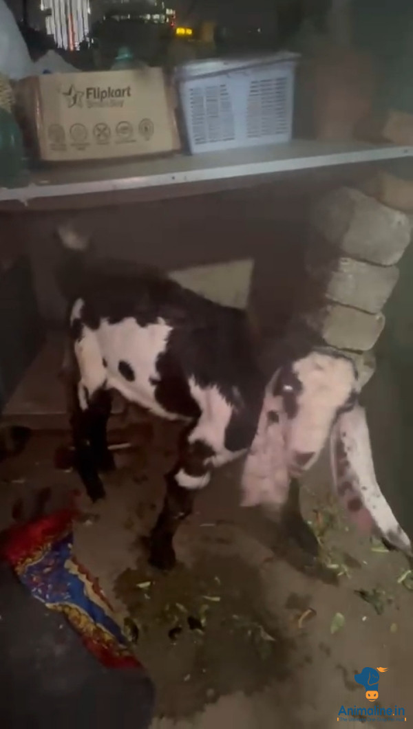 Healthy and Active Male Others for Sale