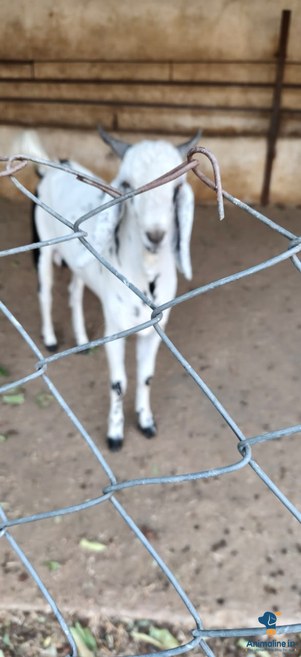 Hyderabad ka baccha
