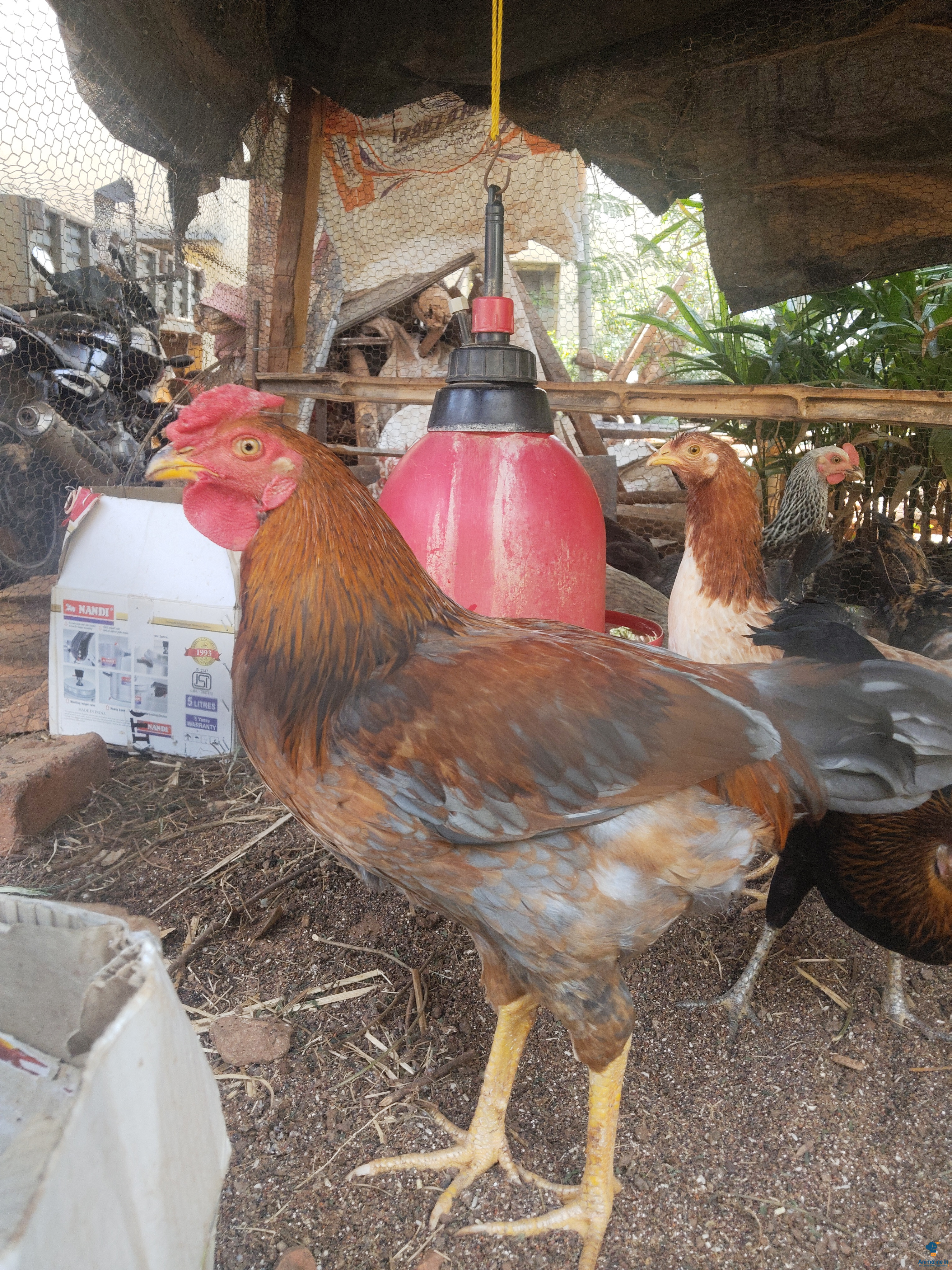 2 ವರುಷದ ಹುಂಜ 