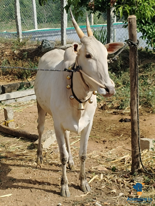 1st laction hallikar cow