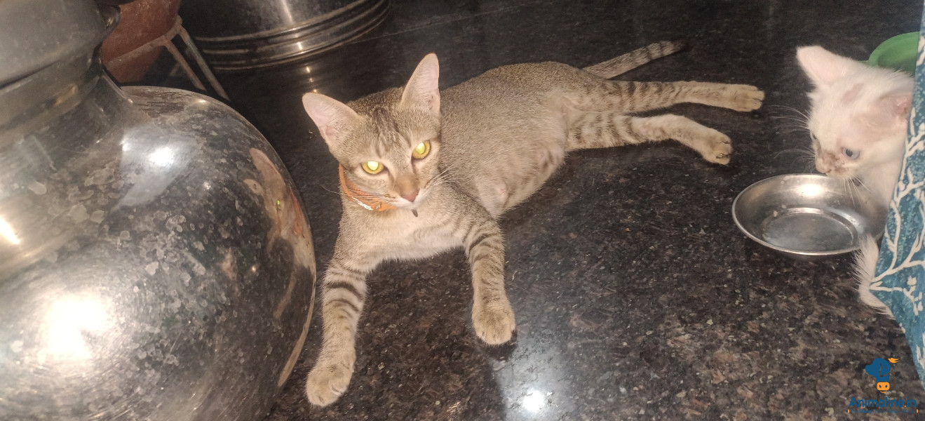 1 year mother and 1.5 month kittens 