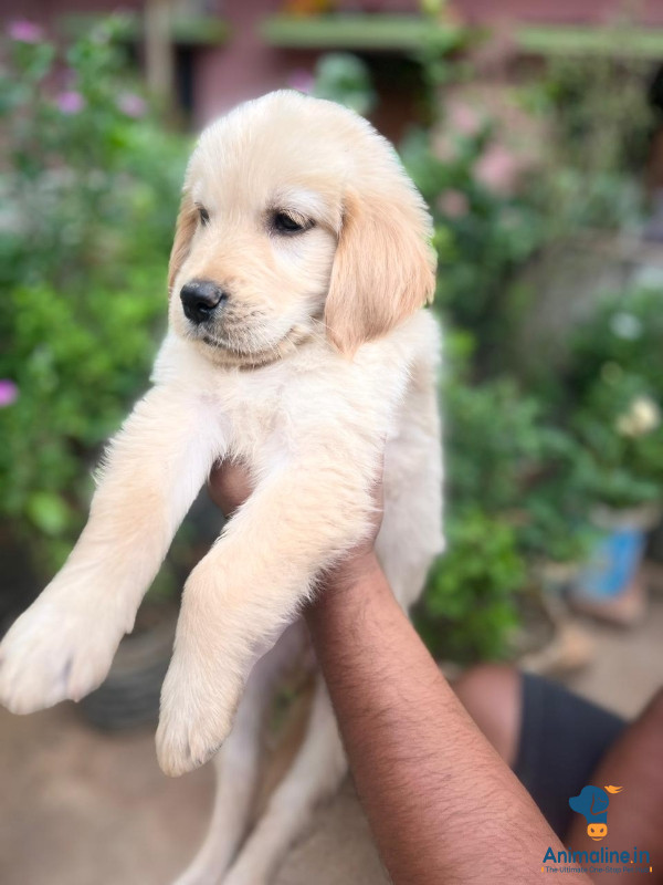 Golden retriever