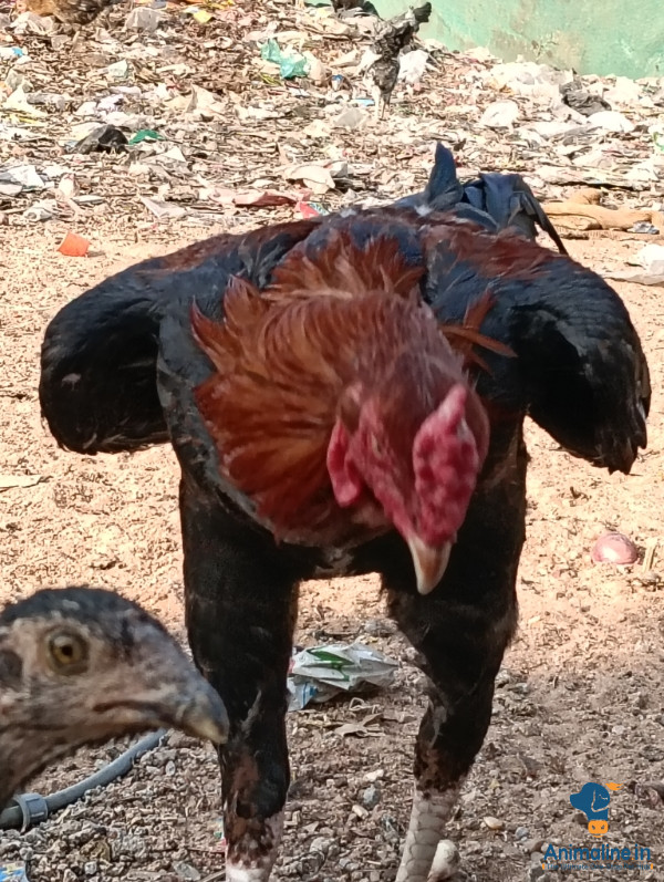 Aseel fighter murga for sale 