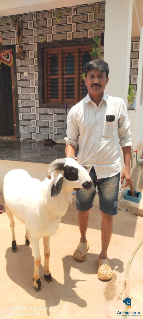 Healthy and Active Male Others for Sale