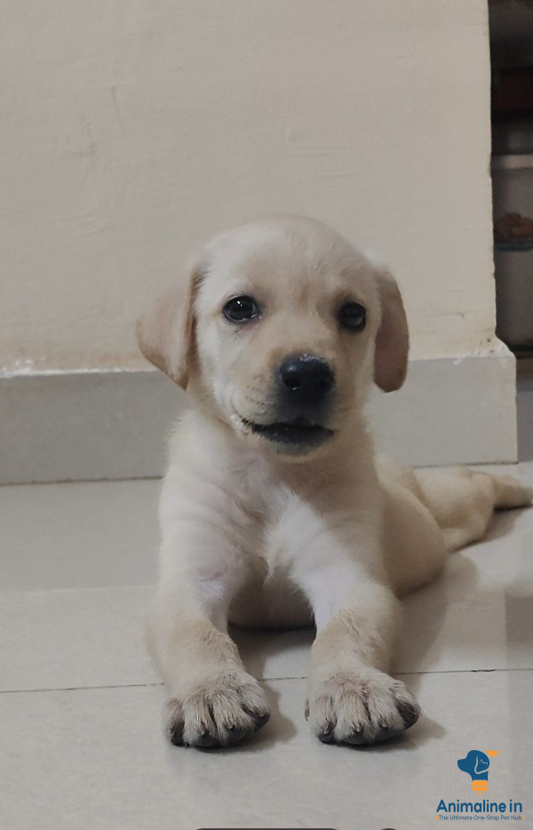 Argent sale labrador 