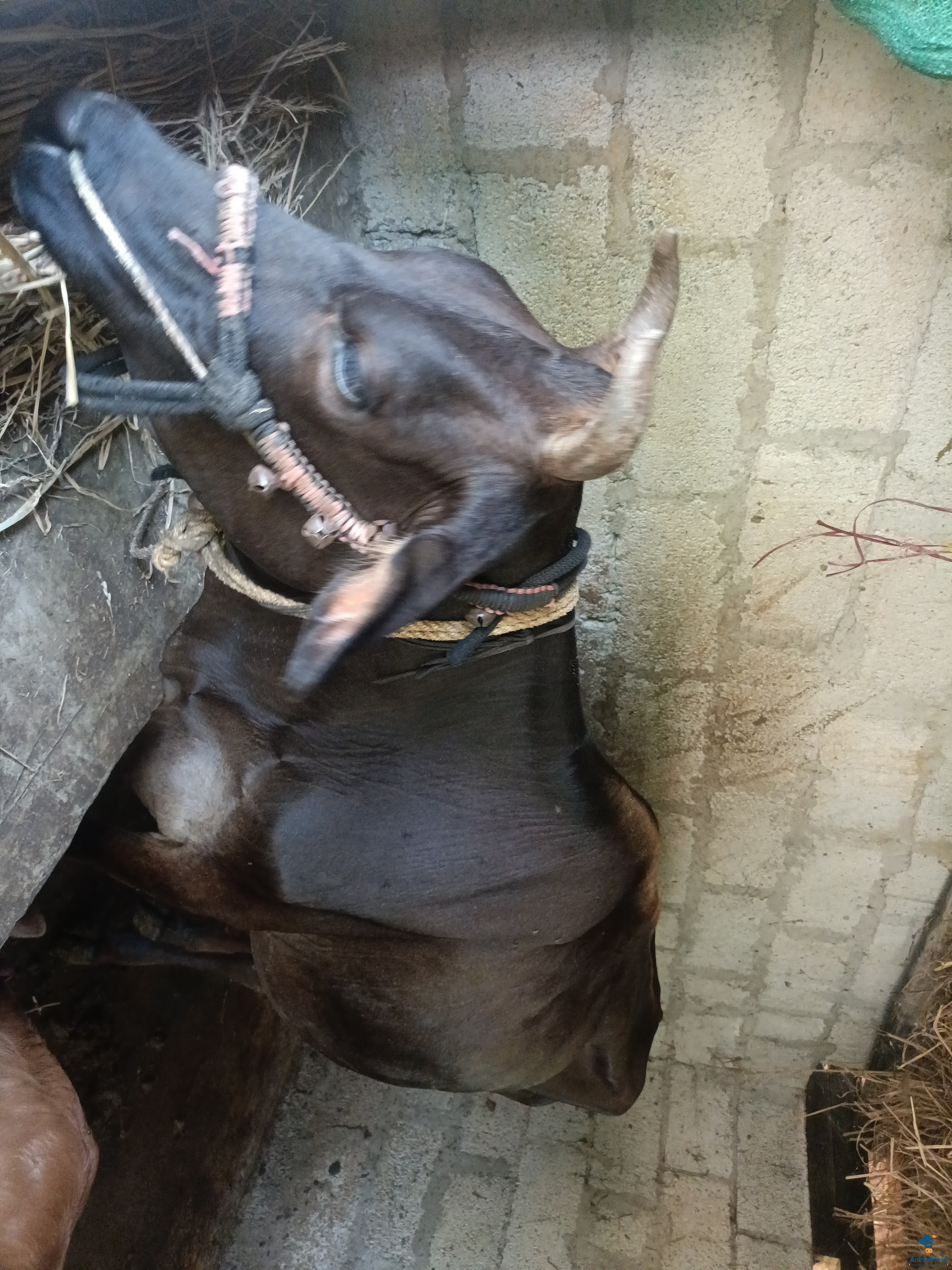 Cow and 20 days calf both sale