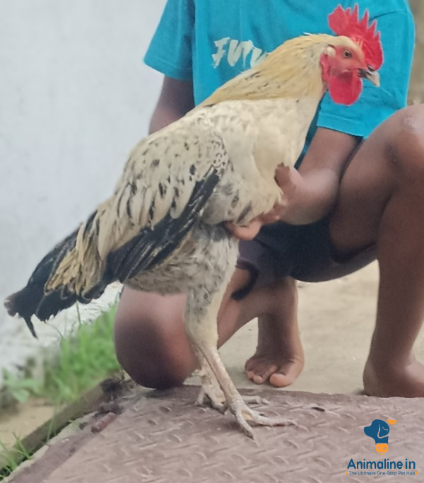 Premium Aseel Hen for Adopbfuk dtion