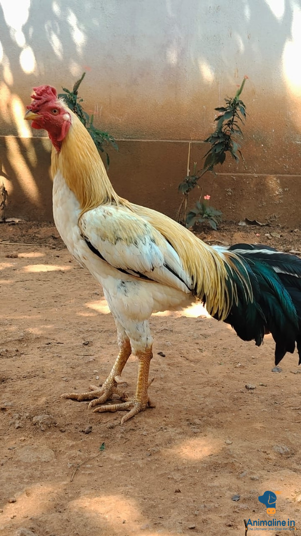 Healthy and Active Male Aseel for Sale